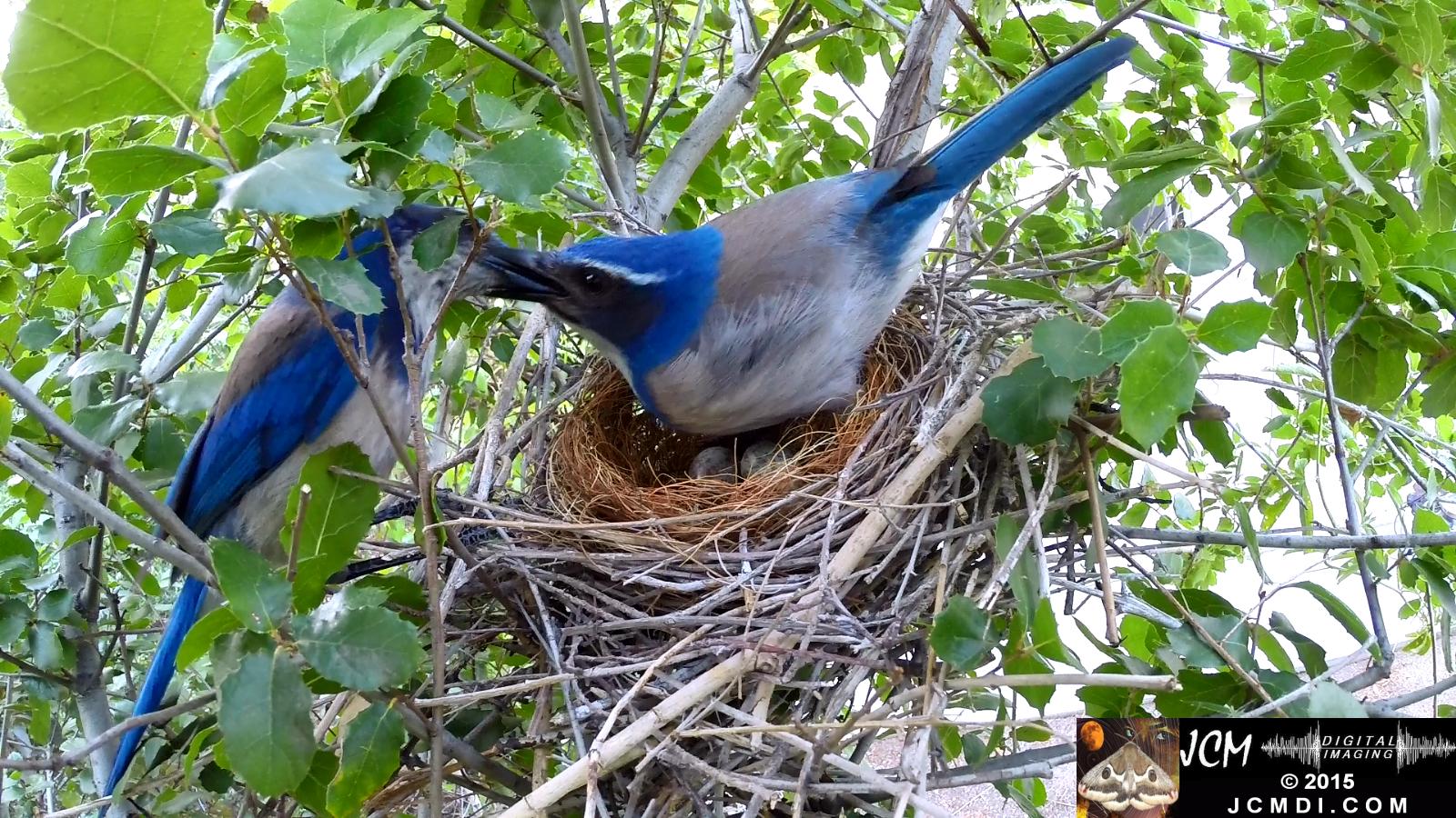 Scrub Jay nest and activity GoPro Hero3+ Black 3-3132015 Santa Clarita JCMDI.COM